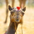 Camel animal adventure background