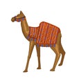 Camel animal with blanket on back, Egypt mammal