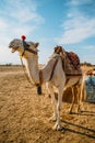 Camel animal desert nature animals