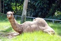 Camel animal mammal