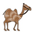 camel animal transport arabe