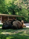 #camel #animal #zoo