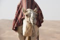 Camel Royalty Free Stock Photo