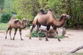 Camel and baby camel in zoo Royalty Free Stock Photo