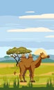 Camel on the background of the African landscape, savanna, Cartoon style, vector illustration