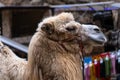 Camel on the background of the city Royalty Free Stock Photo