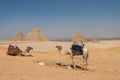 Camel with background of the three Great Pyramids Khufu/Cheops, Khafre/Chephren and Menkaure in the Giza pyramid complex, an Royalty Free Stock Photo