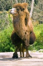 Camel Bactrian camel artiodactyl desert ruminant