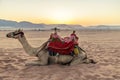 A camel basks in the early morning light at sunrise in the desert landscape in Wadi Rum, Jordan Royalty Free Stock Photo