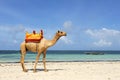 Camel on a beach coast