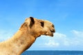 Camel on a beach coast