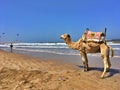 Camel on beach ,Essaouira, Morocco with bright blue sky and copy space