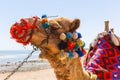 Camel on the beach of Red Sea Royalty Free Stock Photo