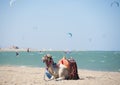 Camel on a beach with kite surfers Royalty Free Stock Photo