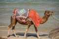 Camel on the beach, nature, animals, Monastir, TUNISIAN Royalty Free Stock Photo