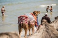 Camel on the beach, nature, animals, Monastir, TUNISIAN Royalty Free Stock Photo