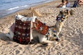 Camel on the Beach - Red Sea Royalty Free Stock Photo