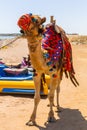 Camel on the beach of Red Sea Royalty Free Stock Photo