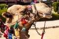 Muzzle of a camel close up.