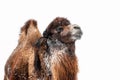 Camel is a beautiful large portrait in the snow in winter close-up. Isolated on a white background. Royalty Free Stock Photo