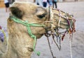 Camel in a Bedouin settlement wearing an iron muzzle Royalty Free Stock Photo