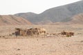 Camel in Bedouin village in desert in Marsa Alam