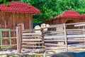 Camel behind beam fence Varna Zoo Bulgaria Royalty Free Stock Photo