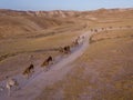 Camel big heard at desert. Royalty Free Stock Photo