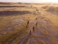 Camel big heard at desert. Royalty Free Stock Photo