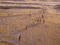 Camel big heard at desert. Royalty Free Stock Photo