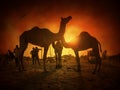 Camel and bird silhouette in Pushkar Royalty Free Stock Photo