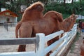 camel in bogor tourist park