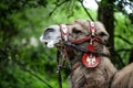 Camel with bridle. Royalty Free Stock Photo