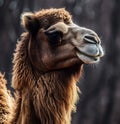 a camel with brown hair Royalty Free Stock Photo
