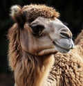 a camel with brown hair Royalty Free Stock Photo