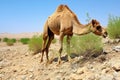 a camel browsing for shrubs in desert summer