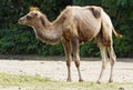 Camel calf