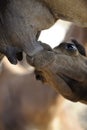 Camel Calf