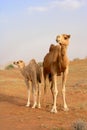 Camel with Calf