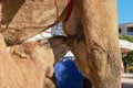 Camel calf sucking the breasts of his mother