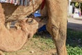 Camel calf sucking the breasts of his mother