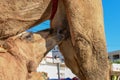 Camel calf sucking the breasts of his mother