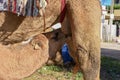 Camel calf sucking the breasts of his mother