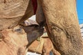 Camel calf sucking the breasts of his mother