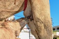 Camel calf sucking the breasts of his mother