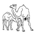 Camel and camel (simple sketch)
