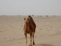 Camel, camels