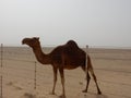 Camel, camels