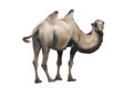 Camel Camelus bactrianus isolated Royalty Free Stock Photo