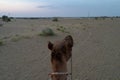 A Camel,  Camelus dromedarius, looking at the horizon at sand dunes of Thar desert, Rajasthan, India. Camel riding is a favourite Royalty Free Stock Photo